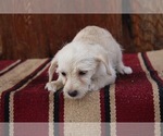 Puppy 3 Miniature Pinscher-Poodle (Toy) Mix
