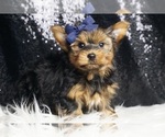 Small #3 Yorkshire Terrier