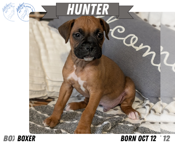 Medium Photo #1 Boxer Puppy For Sale in GOSHEN, IN, USA