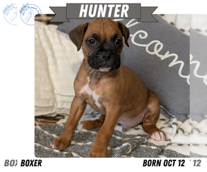 Medium Boxer