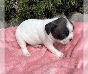 Faux Frenchbo Bulldog Puppy for sale in HOLLAND, MI, USA