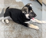 Small #26 German Shepherd Dog