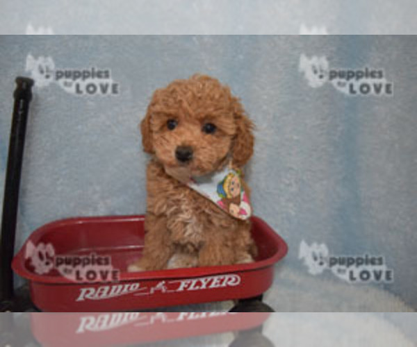 Medium Photo #20 Poodle (Toy) Puppy For Sale in SANGER, TX, USA