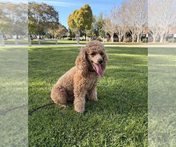 Medium Photo #1 Poodle (Miniature) Puppy For Sale in SAN MARCOS, CA, USA