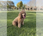 Small Photo #1 Poodle (Miniature) Puppy For Sale in SAN MARCOS, CA, USA