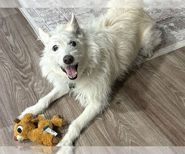 Medium Photo #1 Mutt Puppy For Sale in Ojai, CA, USA