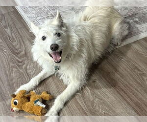 Mutt Dogs for adoption in Ojai, CA, USA