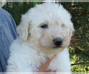 Komondor Puppy for Sale in CASHTON, Wisconsin USA