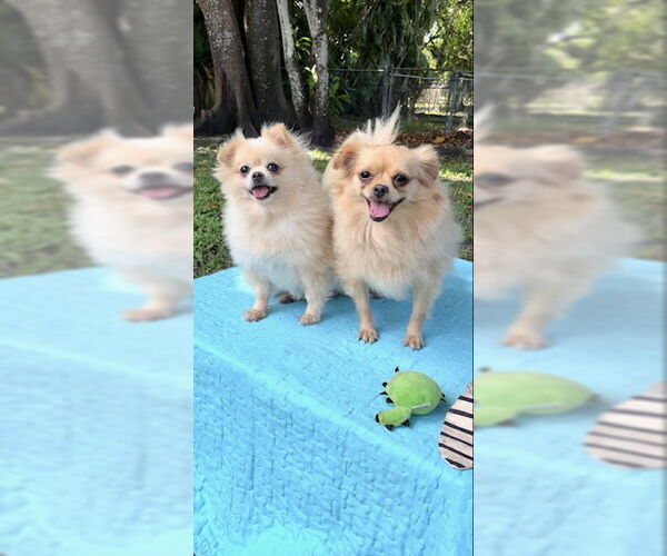 Medium Photo #2 Shiranian Puppy For Sale in Weston, FL, USA