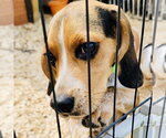 Small Beagle