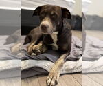 Small #2 Labrador Retriever Mix