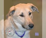 Small Photo #1 German Shepherd Dog-Great Pyrenees Mix Puppy For Sale in Omaha, NE, USA
