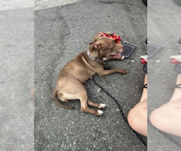 Medium Photo #1 American Pit Bull Terrier Puppy For Sale in Derwood, MD, USA