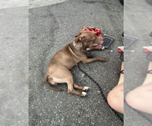 American Pit Bull Terrier Dogs for adoption in Derwood, MD, USA