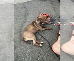 Small American Pit Bull Terrier