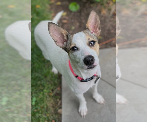 Medium Photo #8 Rat Terrier-Shiba Inu Mix Puppy For Sale in Wakefield, RI, USA