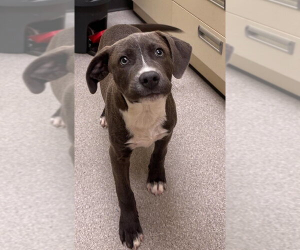 Medium Photo #2 Mutt Puppy For Sale in Wenonah, NJ, USA