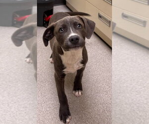 Onyx  (2026) - Male Mutt Dog for Adoption - Photo #2