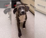 Small Photo #2 Mutt Puppy For Sale in Wenonah, NJ, USA