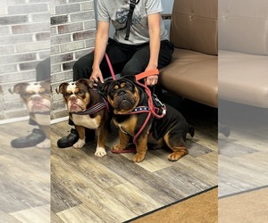 English Bulldog Puppy for sale in LOUISA, VA, USA
