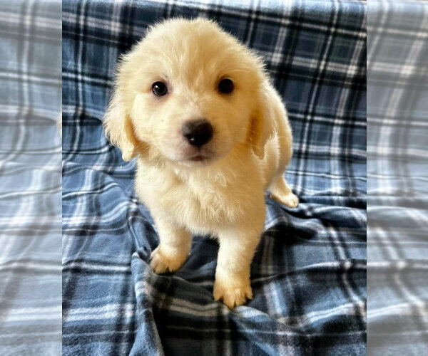 Medium Photo #1 Great Pyrenees-Unknown Mix Puppy For Sale in Osgood, IN, USA