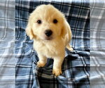 Small Great Pyrenees Mix