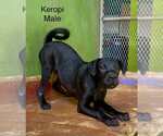Small #7 Labrador Retriever Mix