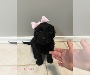 Goldendoodle Puppy for sale in HILHAM, TN, USA