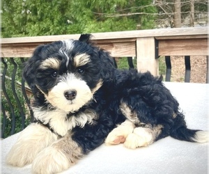 Bernedoodle Puppy for sale in CHATHAM, PA, USA