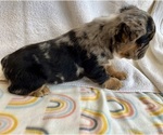 Small #3 French Bulldog