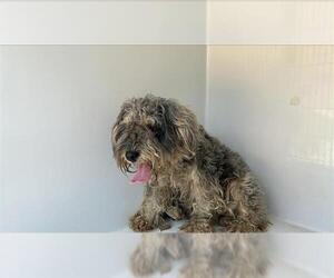Poodle (Miniature)-Unknown Mix Dogs for adoption in Houston, TX, USA