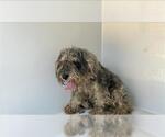 Small Poodle (Miniature) Mix