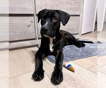 Small #3 Labrador Retriever Mix