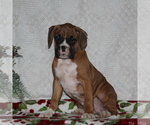 Small Photo #2 Boxer Puppy For Sale in RISING SUN, MD, USA