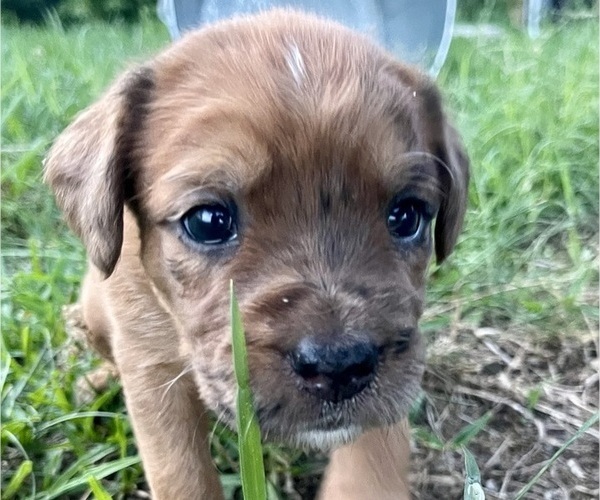 Medium Photo #3 Boxer-Poodle (Standard) Mix Puppy For Sale in WEST POINT, VA, USA