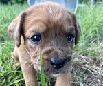 Small Photo #7 Boxer-Poodle (Standard) Mix Puppy For Sale in WEST POINT, VA, USA