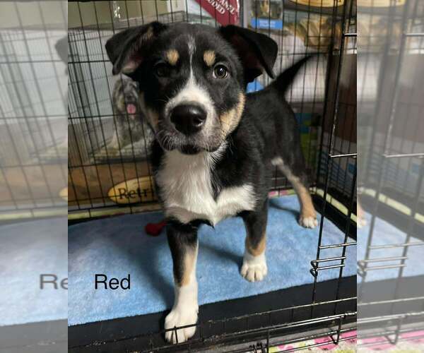 Medium Photo #2 Alaskan Malamute-Unknown Mix Puppy For Sale in Oak Bluffs, MA, USA