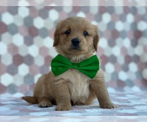 Goldendoodle Puppy for sale in LANCASTER, PA, USA
