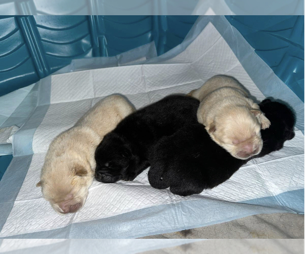 Medium Photo #6 Chow Chow Puppy For Sale in PARK FOREST, IL, USA
