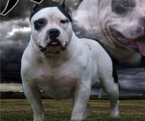 Father of the American Bully puppies born on 01/29/2023