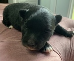 Puppy 1 Pomeranian