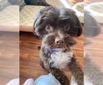 Small Photo #3 Havanese-Unknown Mix Puppy For Sale in Brooklyn Center, MN, USA