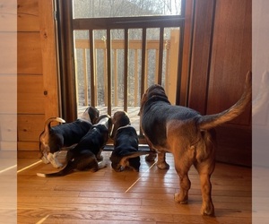 Basset Hound Litter for sale in JONESBOROUGH, TN, USA