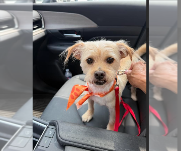 Medium Photo #4 Mutt Puppy For Sale in Cranston, RI, USA