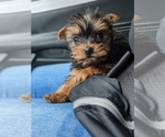 Small Photo #2 Yorkshire Terrier Puppy For Sale in SPENCER, TN, USA