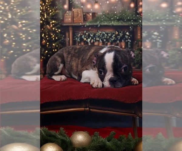 Medium Photo #4 Faux Frenchbo Bulldog Puppy For Sale in POMEROY, OH, USA