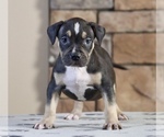 Puppy Puppy 5 American Bully