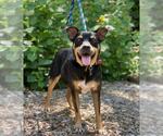 Small Miniature Pinscher