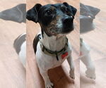 Small #2 Rat Terrier Mix