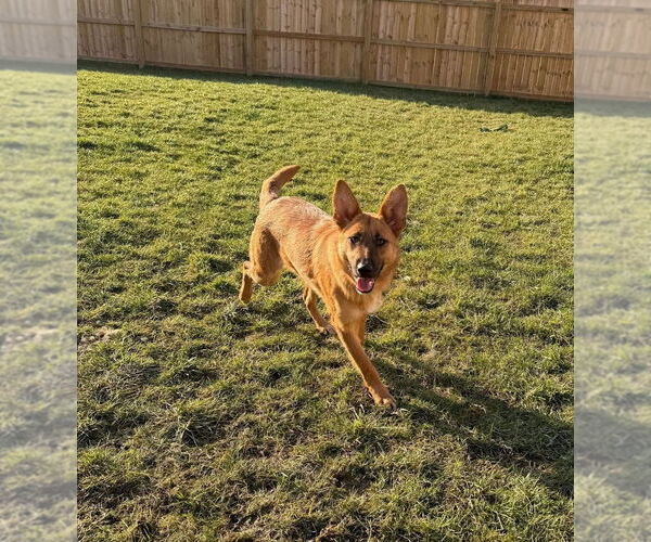 Medium Photo #1 German Shepherd Dog Puppy For Sale in Evansville, IN, USA